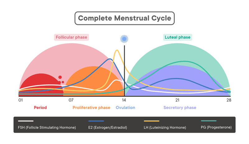 Menstrual Cycle Phases